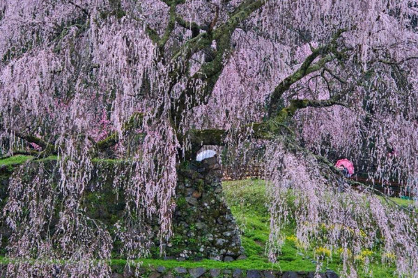 1mi0d224x8uaps64n5F22_R_600_40