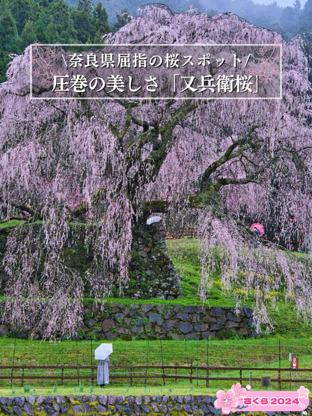 【奈良×桜】高さ13m・樹齢300年の圧巻のしだれ桜🌸