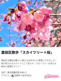 【スカイツリー×桜/墨田区】2024 ひと足早く、桜咲き始めています！