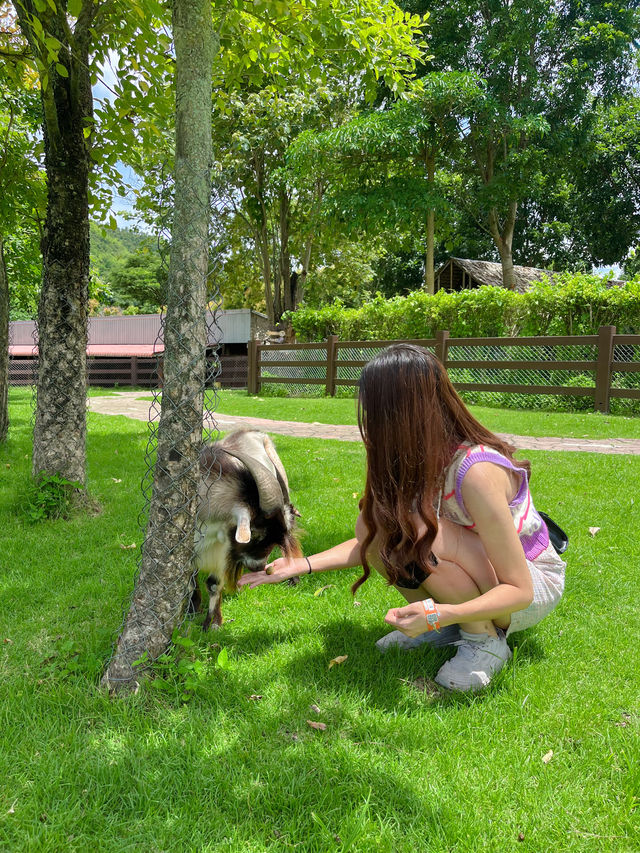 Alpaca Hill สวนผึ้งราชบุรี ไม่เหงาอีกต่อไปป