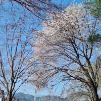 Blooms of Bliss: Spring's Cherry Blossom