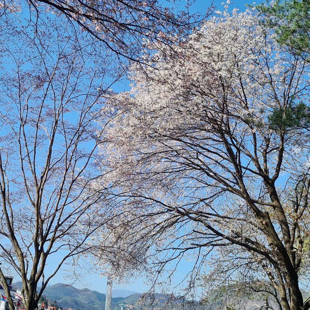 Blooms of Bliss: Spring's Cherry Blossom