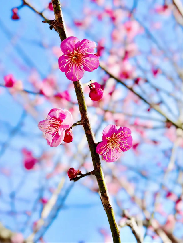 【秩父】宝登山でロウバイと梅の花を楽しむ🌸