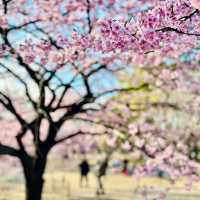 Blooming 🌸 season @ Yoyogi Park, Tokyo 🇯🇵