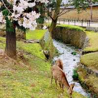 日本奈良公園