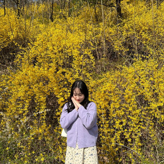 서울 벚꽃놀이는 북서울꿈의숲으로~🌸