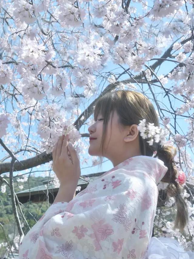 🇯🇵日本八阪神社🌸2024櫻花盛開😍🩷人像篇