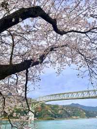 【鳥取　境港】灯台と桜が一緒に楽しめる公園