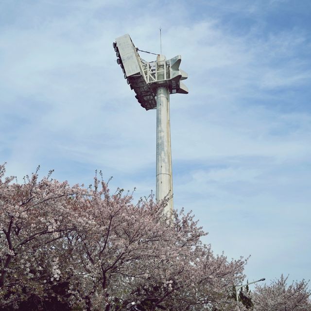 🌸 제주종합경기장, 숨겨진 벚꽃 명소