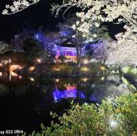 Beautiful Cherry Blossom View of Yeonhwaji