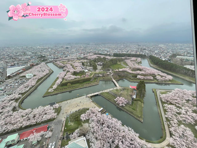 Amazing Sakura in Goryokaku 
