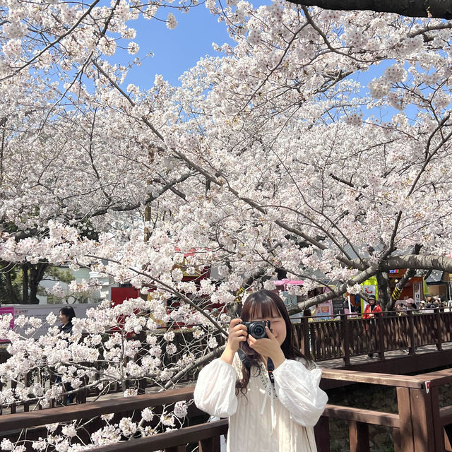 🌸 진해군항제 로망스 다리에서의 벚꽃 감상 🌸