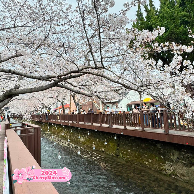 Jinhae Cherry Blossoms 🌺 🇰🇷