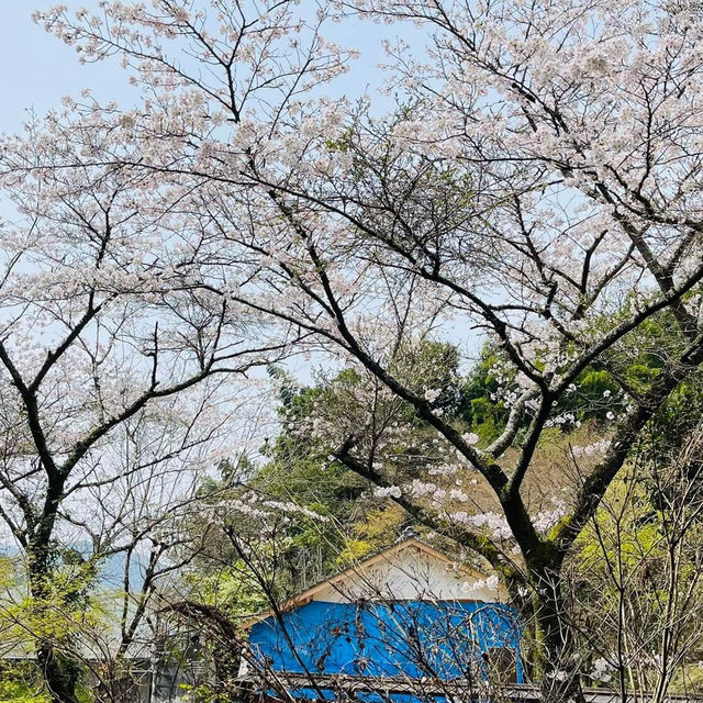 🌸วัดนันโซอินยามซากุระผลิบาน