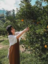เก็บส้มสดๆจากต้นที่ ‘สวนของฉัน My garden’