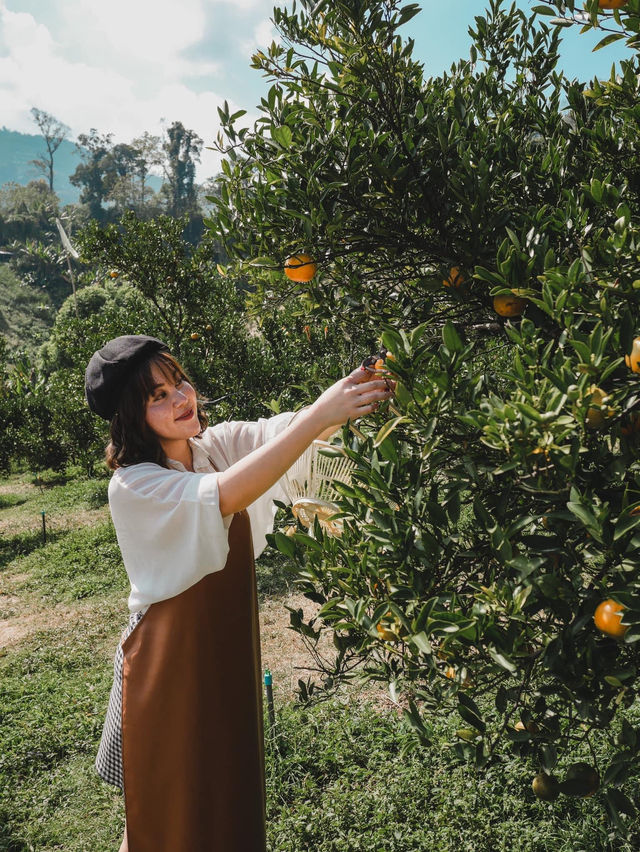 เก็บส้มสดๆจากต้นที่ ‘สวนของฉัน My garden’