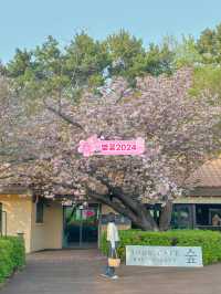 숨겨진 부산 겹벚꽃 스팟🌸💖