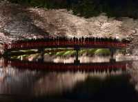 日本東北弘前公園夜櫻點燈 絕美