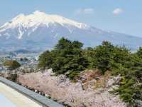 弘前公園櫻花適合春天遊玩