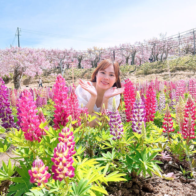 広島県　世羅　せらふじ園