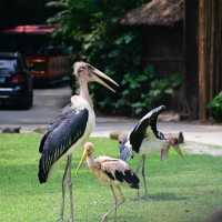 【東京景點】上野動物園：珍稀動物天堂