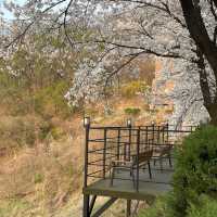 이천 나만 알고싶은 벚꽃 명소🌸