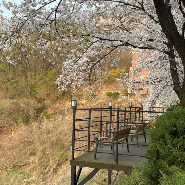 이천 나만 알고싶은 벚꽃 명소🌸