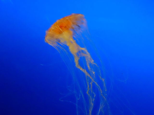 【大阪海遊館】🌊聚集南北半球海洋生物🌊，非常推薦的親子活動‼️