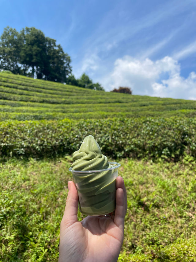 💚초록초록빛의 드넓은 녹차밭 대한다원보성녹차밭💚