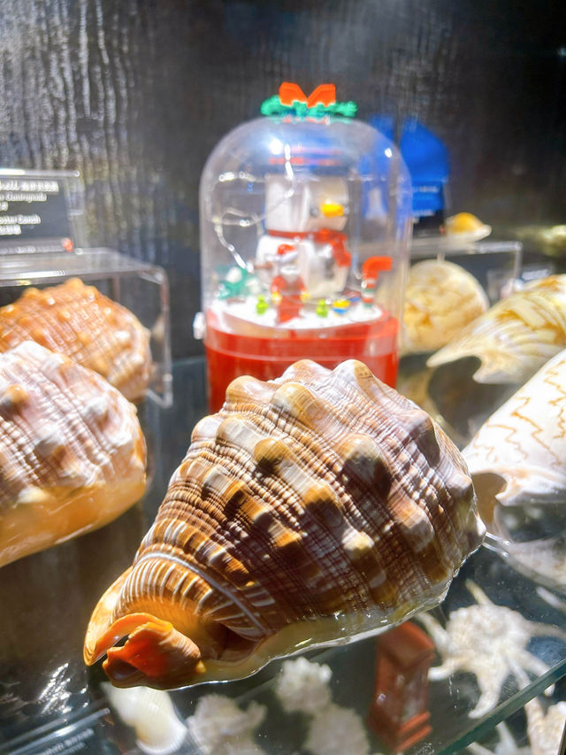 Seashells Museum The Shore Oceanarium 