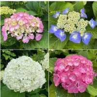 【福岡観光】敷地内には7000株の紫陽花が咲いてるよ