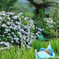 花與樹繡球花園