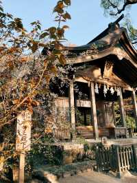 🇯🇵日本福岡景點⛩️ 寶滿宮 竈門神社🌸