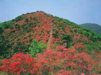 杜鵑花聖地宮城縣德仙丈山