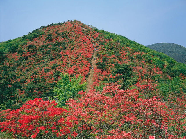 杜鵑花聖地宮城縣德仙丈山