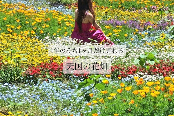 1mi0d224x8v8ctbabB3F9_R_600_40