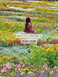 【大分/天国の花畑】天空に見たこともない美しい場所があった！！