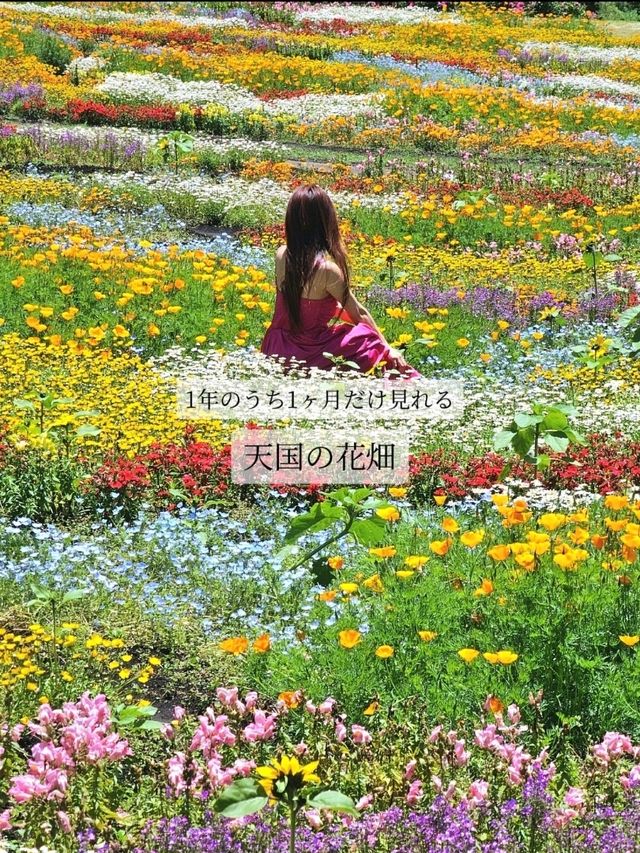 【大分/天国の花畑】天空に見たこともない美しい場所があった！！