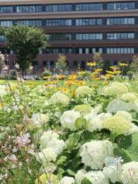【横浜】あじさいが見頃！たくさんのお花が楽しめる広場！