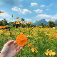 คาเฟ่ลพบุรี ทุ่งดอกไม้ วิวภูเขา สวยมาก