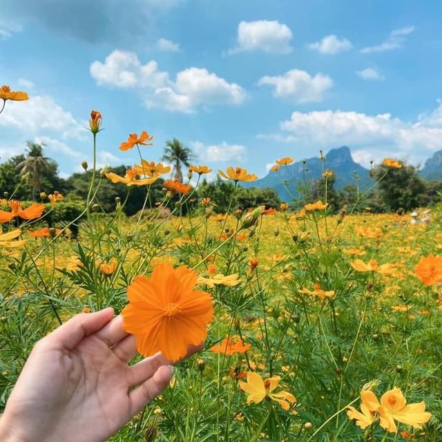 คาเฟ่ลพบุรี ทุ่งดอกไม้ วิวภูเขา สวยมาก