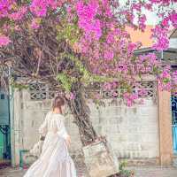 แจกพิกัดถ่ายรูปกับดอกเฟื่องฟ้าโคราช