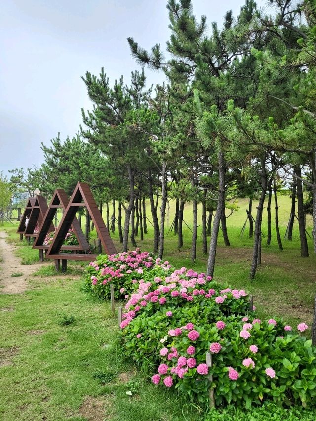 국립해양박물관옆 수국이 핀 힐링공원