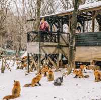 หมู่บ้านจิ้งจอก แห่งเมืองซาโอะ 🦊