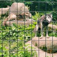 【北海道/旭川　動物達の行動を間近で見られる工夫を凝らした動物園】