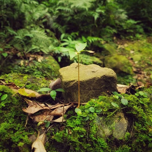 假日悠閒爬山
