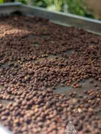  MA FAMILY FARM COFFEE