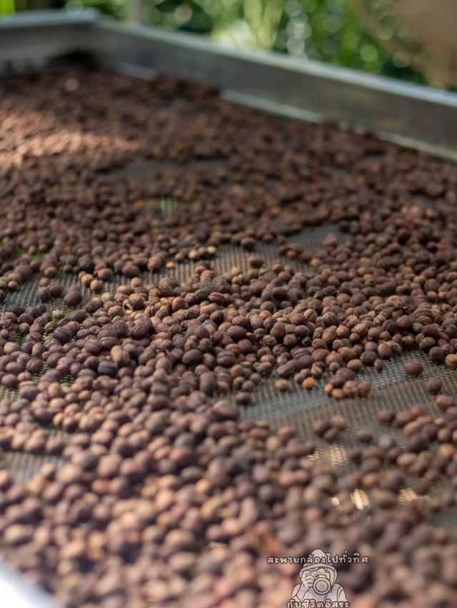  MA FAMILY FARM COFFEE