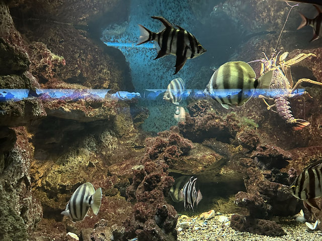 芝加哥必到的海洋博物館：湖濱大道謝德水族館‼️海洋魅力，保護海洋環境」