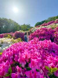 【福井】🌸 鯖江の西山公園でつづじ祭りを満喫！🌸 